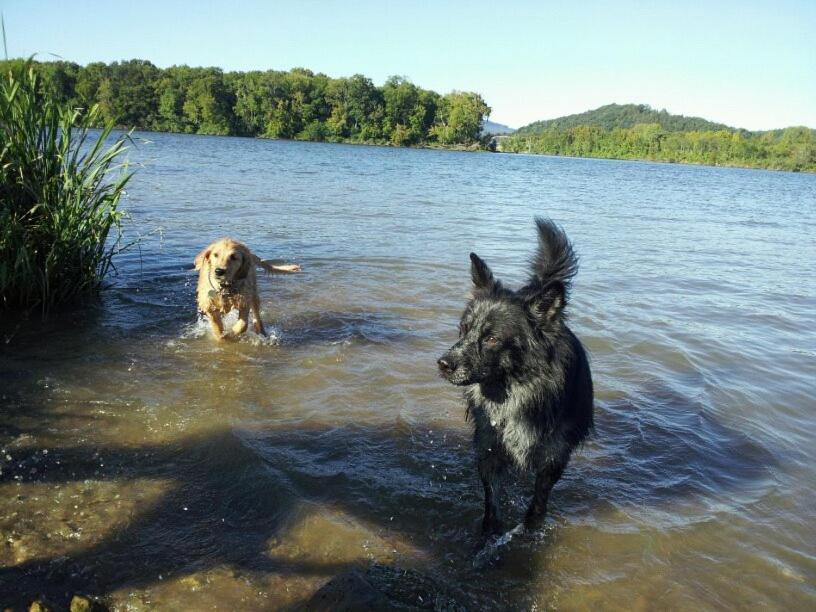Little River Guest House At Tennessee Riverplace Chattanooga Buitenkant foto